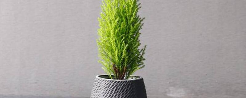 香松如何扦插繁殖（香松如何扦插繁殖方法）