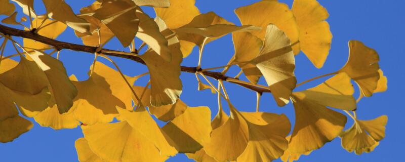 银杏树什么时候长叶子（银杏树什么时候长出来）