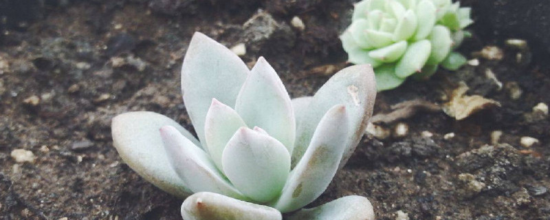 霜之朝如何繁殖（朝之霜的养殖方法）