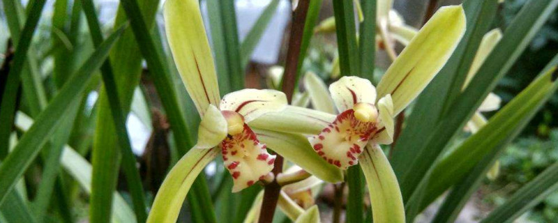 花中君子是什么花 花中之王是什么花