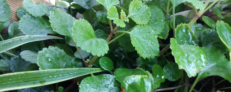 吸毒草能放卧室吗 吸毒草可以放卧室吗?