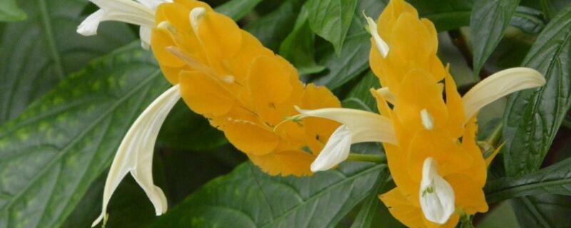 金苞花有毒吗 金苞花有毒吗图片