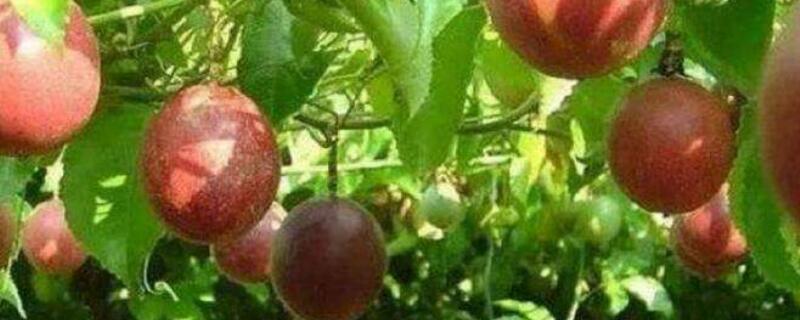 百香果不肯长花怎么办 百香果不长果怎么办