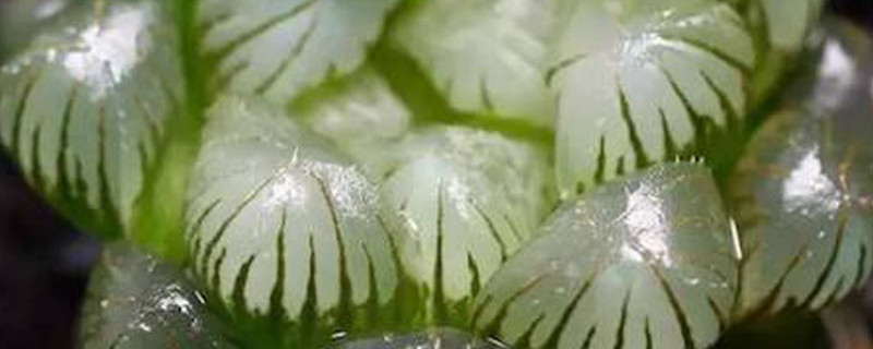 多肉出现猪肝色是什么原因 多肉成猪肝色能变回来吗