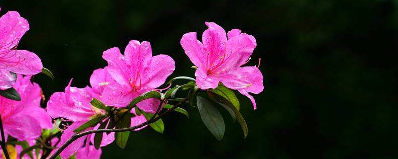 北方养好杜鹃花的秘诀 北方养好杜鹃花的秘诀是什么