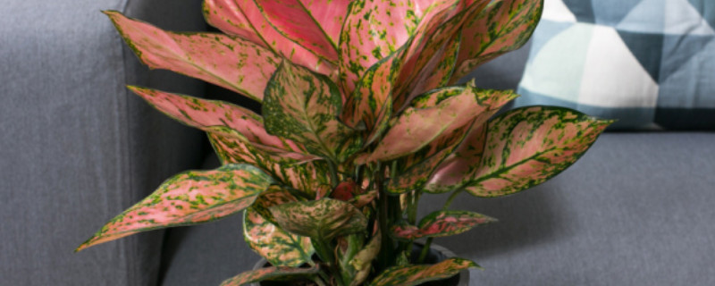 如意皇后怎么样才会红（如意皇后怎么样才会红润）