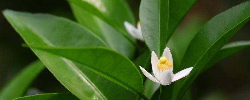 桔子树不开花怎么回事 桔子树不开花是怎么回事