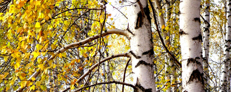 银杏树的栽培与浇水 银杏树的栽培与浇水时间