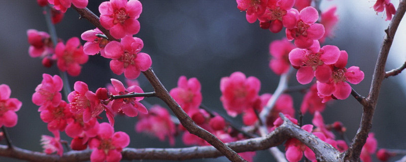 红梅树怎样杆插（红梅插枝种植方法）