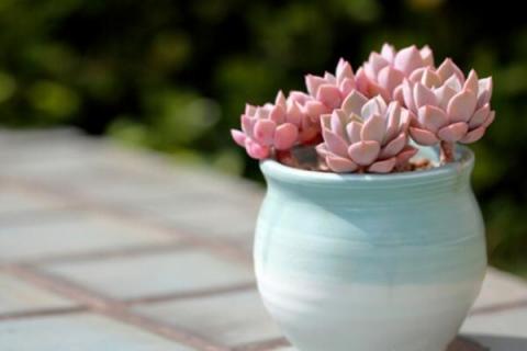 多肉上面的小白虫