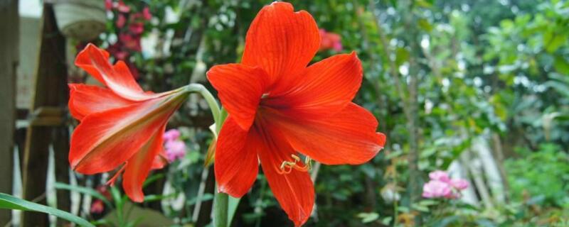 对红花与朱顶红区别（对红花与朱顶红区别图片）