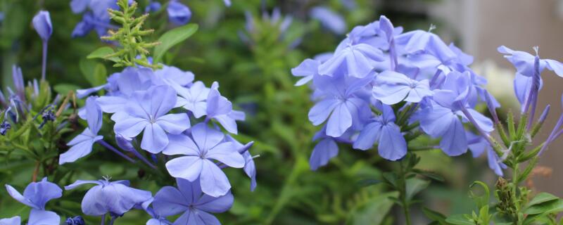 蓝雪花寓意（蓝雪花寓意能种在院子里吗）