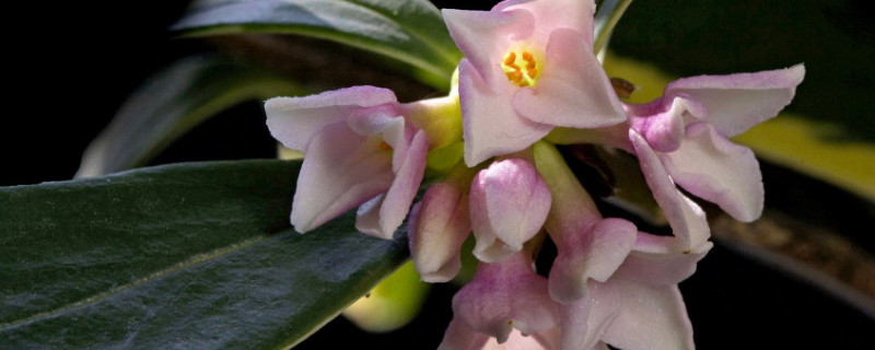 金边瑞香上盆后掉叶怎么办（新栽的金边瑞香为什么掉叶子）