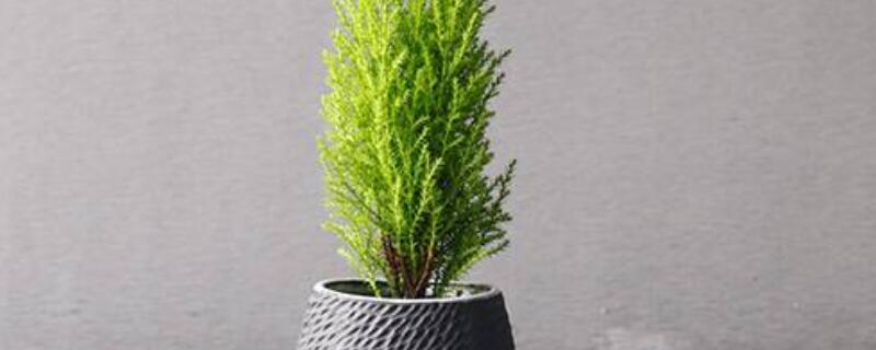 香松怎样扦插 香松怎么扦插