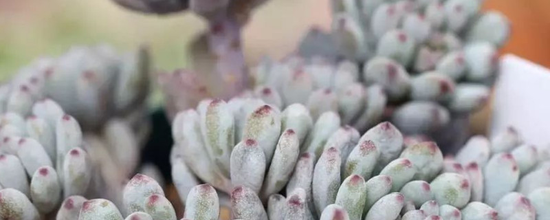 蓝豆徒长怎么办（蓝豆徒长并长气根）