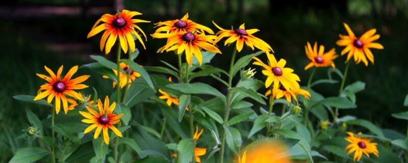 黑心金光菊寓意 黑心金光菊的花语是什么