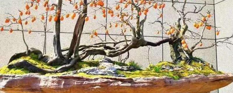 老鸦柿扦插方法 老鸦柿扦插方法图片