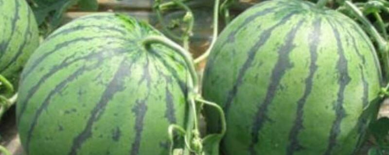 西瓜幼果发黑咋回事（西瓜幼果变黑腐烂怎么办）