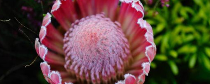 公主花与帝王花的差别 公主花与帝王花的差别在哪