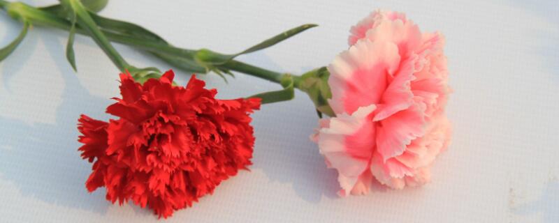 妈妈生日送什么花（妈妈生日送什么花好学生党）