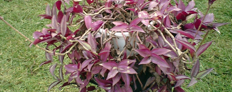 紫吊兰怎么浇水（紫吊兰怎么浇水施肥）