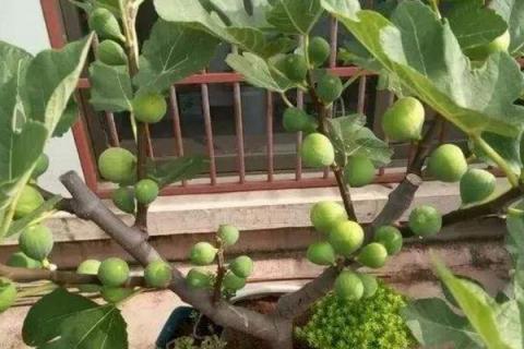 无花果发芽时间