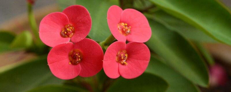 刺梅为什么长刺（刺梅为什么长刺了）