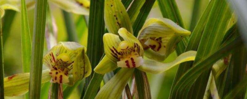 豆瓣兰和春兰的区别（豆瓣兰和春兰是一样的吗）