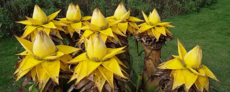 地涌金莲开完花后怎么办 地涌金莲开完花怎么处理