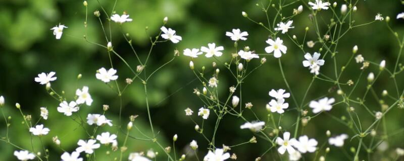满天星叶子发黄发干怎么回事（满天星叶子发黄是怎么回事）