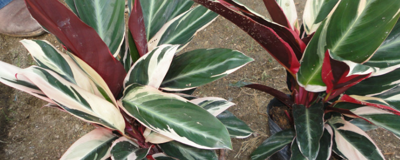 竹芋叶子发黄卷曲 竹芋发黄叶子打卷