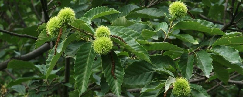 壳斗科植物有哪些（壳斗科植物有哪些图片）