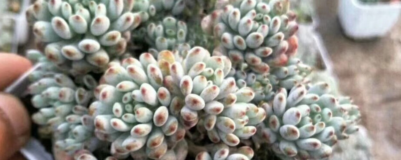 蓝豆多肉为什么掉叶子 多肉蓝豆开花怎么办