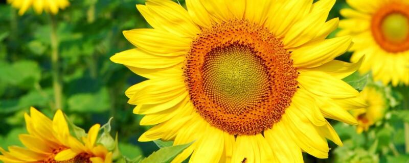 太阳花的象征意义 室内花卉品种植物大全