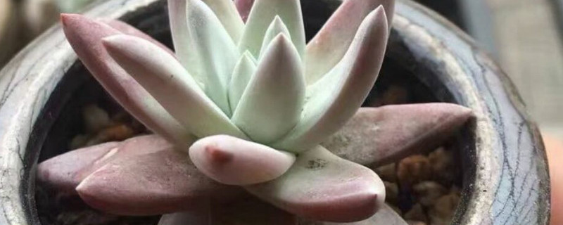 出锦是什么意思（多肉出锦是什么意思）