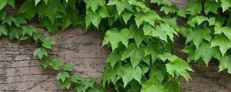 种爬山虎的危害（种爬山虎的危害有哪些优缺点）