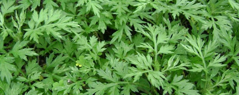 艾青是什么植物（艾青是啥）