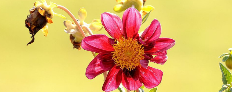 西番莲怎么施肥（西番莲怎么施肥最好）