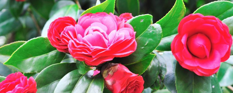 茶花插扦生根快的方法（茶花插扦生根快的方法是）