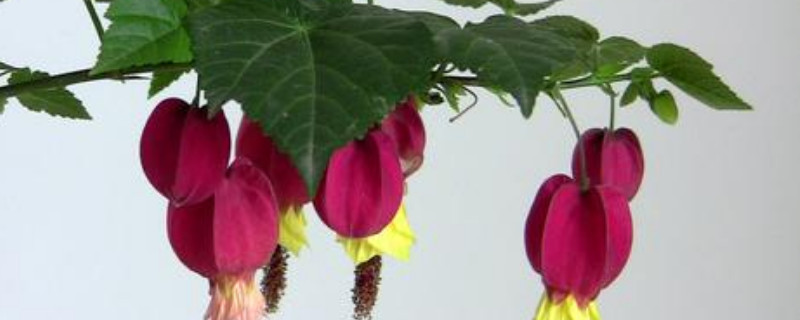 蔓性风铃花怎么修剪 蔓性风铃花如何修剪