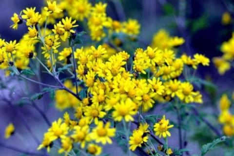 野菊花怎么保存