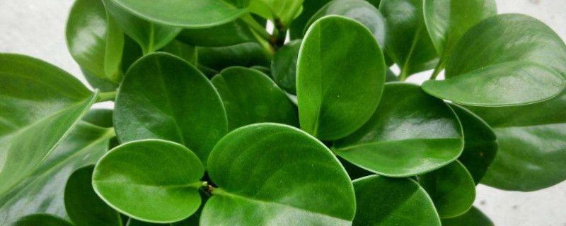 青叶碧玉怎么繁殖 青叶碧玉养殖方法和注意事项