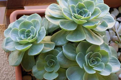 夏天玉蝶叶子发黄