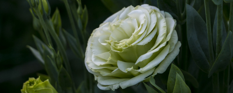 洋桔梗的种子怎么取（洋桔梗的种子怎么取下来）