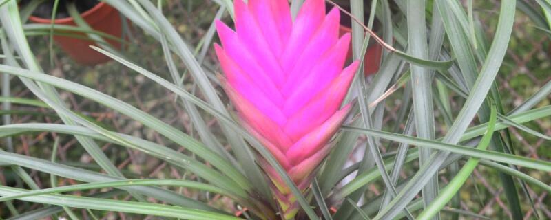 铁兰有毒吗 铁兰有毒吗?