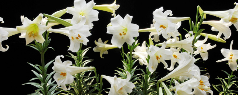 百合花和马蹄莲的区别 马蹄莲是百合花吗