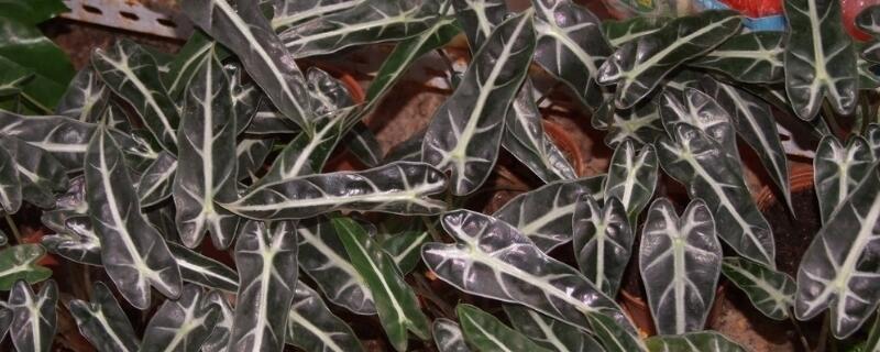 黑叶芋开花吗 黑叶芋开花吗有毒吗