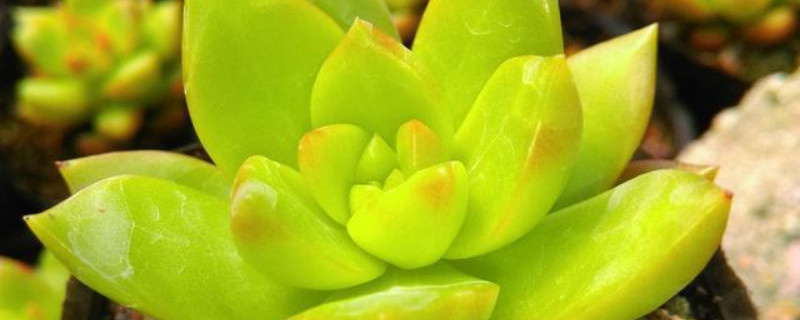 布丁多肉又叫什么 布丁多肉又叫什么名字