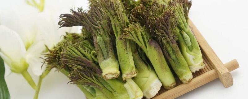 刺老芽是什么树（刺老芽是什么树上的）