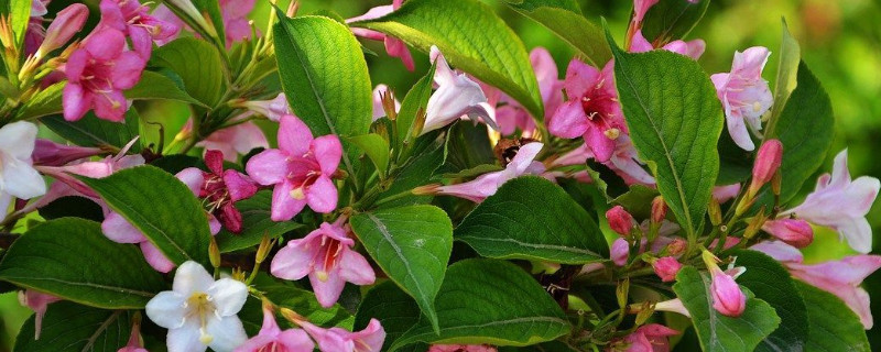 五彩锦带和红王子锦带区别 红花锦带和红王子锦带